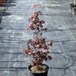 Javor dlaňolistý (Acer palmatum) ´ATROPURPUREUM´ - výška: 80-110 cm, kont. C3L 